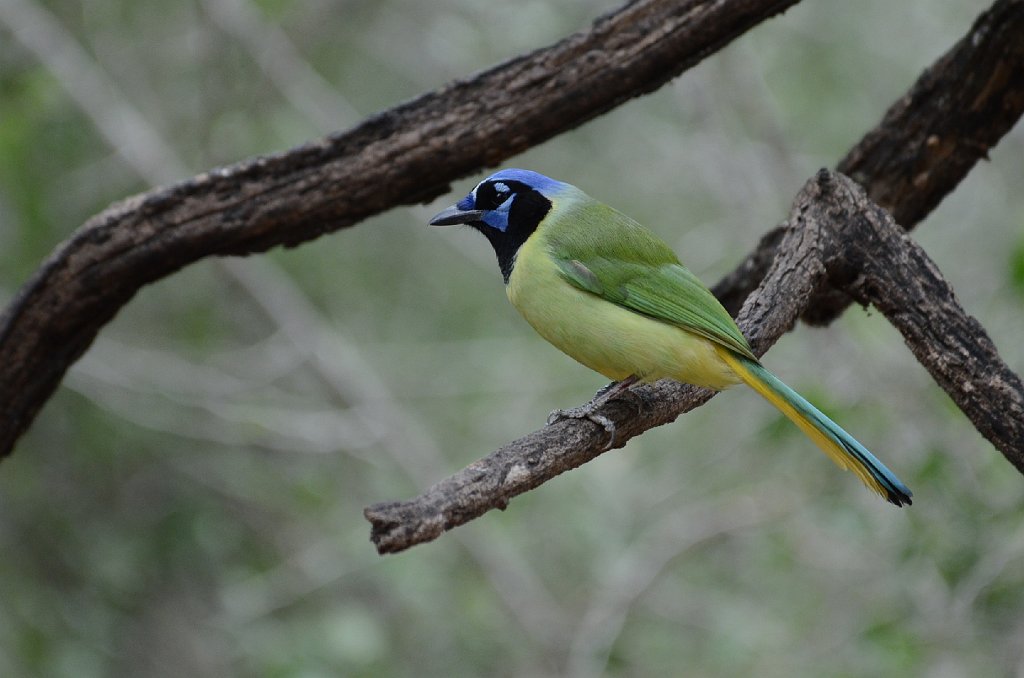 Jay, Green, 2012-12301581 Santa Ana NWR, TX.JPG - Green Jay. Santa Ana National Wildlife Refuge, TX, 12--30-2012